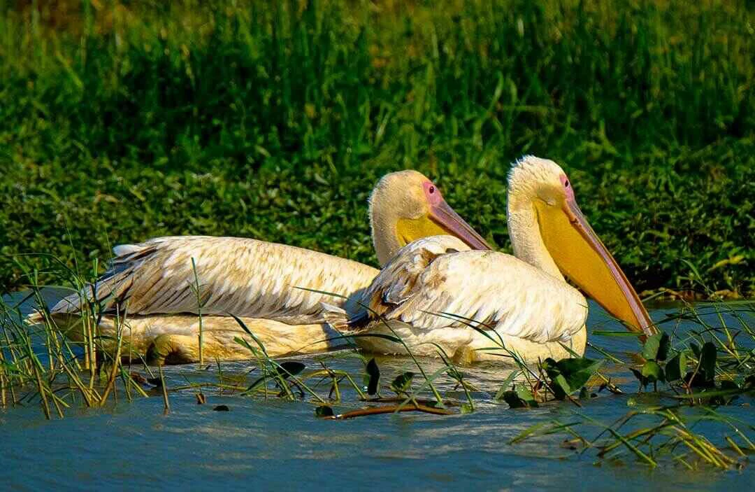 Great white pelican Birds